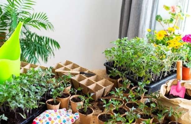 Begin with Container Gardening
