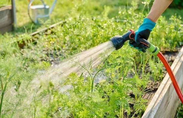 Create a Consistent Watering Schedule