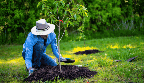 Choose Low-Water Landscaping Options
